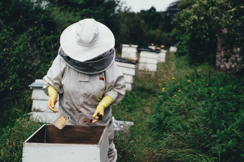 Honey bees and beekeeper