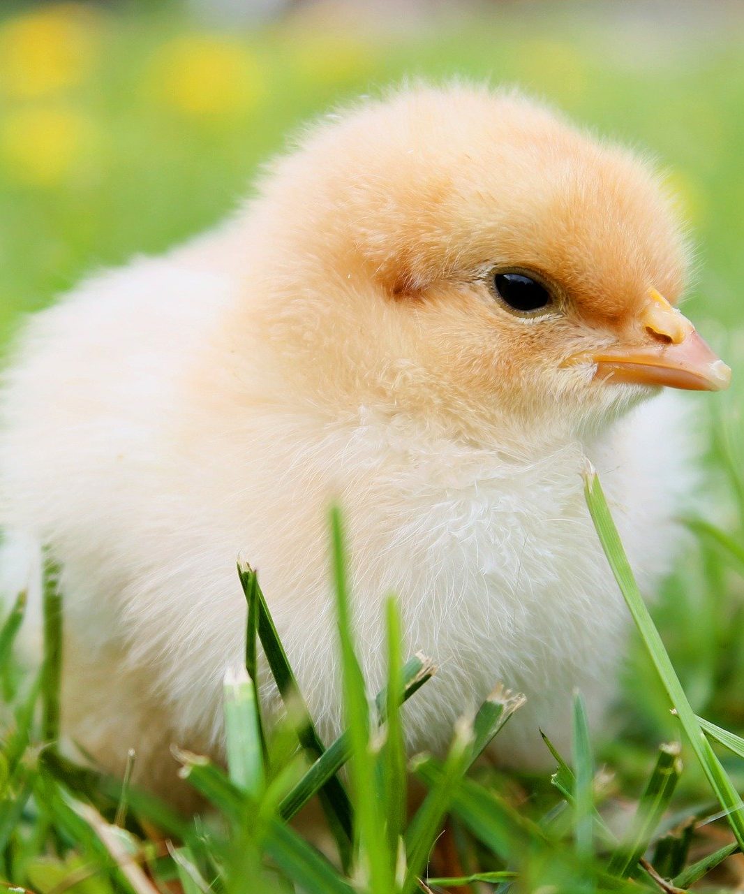 Picture of a baby chick 